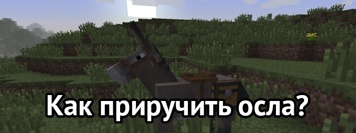 Как приручить осла?