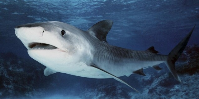 Игры Акулы Игры Акулы