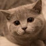 Игры Найди кота картинка
