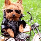 Игра Тест: Насколько круто ты разбираешься в собаках?