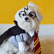 Игра Тест: Выбери щенка и мы распределим тебя на факультет в Хогвартс?