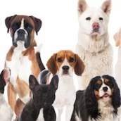 Игра Тест: Собакой какой породы ты мог бы стать?