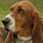 Игра Тест: Как хорошо ты знаешь породы собак?