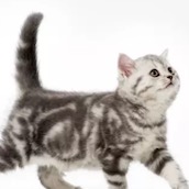 Игра Тест: Разбираетесь ли вы в поведении кошек?