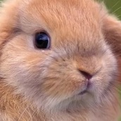 Игра Тест: Угадай Животное по Лапкам?