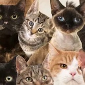 Игра Тест: Какой из тебя кот или кошка?