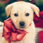 Игра Тест: Наряди ёлку и получи щенка?