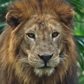 Игра Тест: Кто ты из семейства кошачьих?