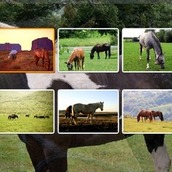 Игра Пазл с Лошадьми