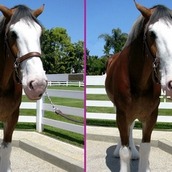 Игра Найти отличия на ранчо