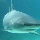 Игра Собери акулу