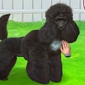 Игра Уход за собачками на свежом воздухе