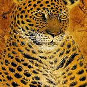 Игра С цифрами: поиск на леопарде