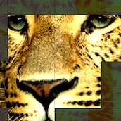 Игра Собери дикую кошку