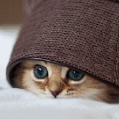 Игра Найди Кота 5