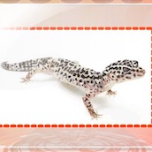 Игра Изучай английский