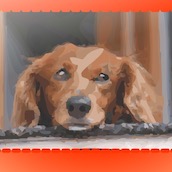 Игра Животные на английском как в кто хочет стать милилонером